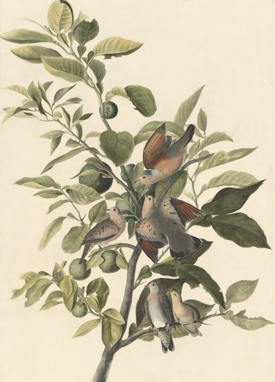 Common Ground Dove（铅笔和纸上的wc） 作者 John James Audubon